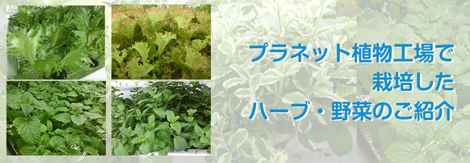 プラネット独自の植物工場