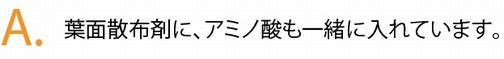 葉面散布剤に、アミノ酸も一緒に入れています。