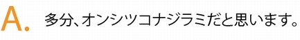 多分、オンシツコナジラミだと思います。