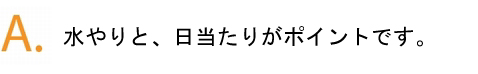 シソの葉が硬いのはなぜ