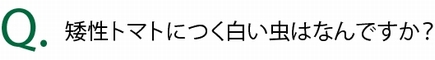 矮性トマトにつく白い虫はなんですか？