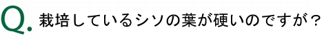 シソの葉が硬いのはなぜ